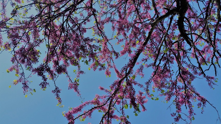 Un arbre, le ciel et des fleurs... la promenade idéale