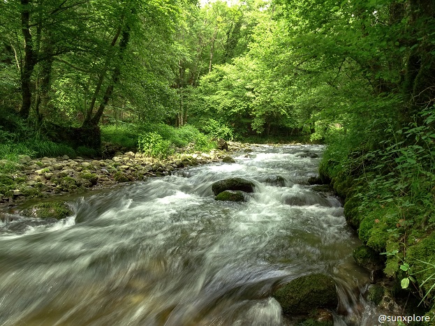 L’eau s’écoule au travers de la forêt, en direction de la cascade verte