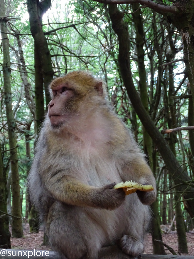 il est possible d’observer des singes en semi-liberté à la montagne des singes