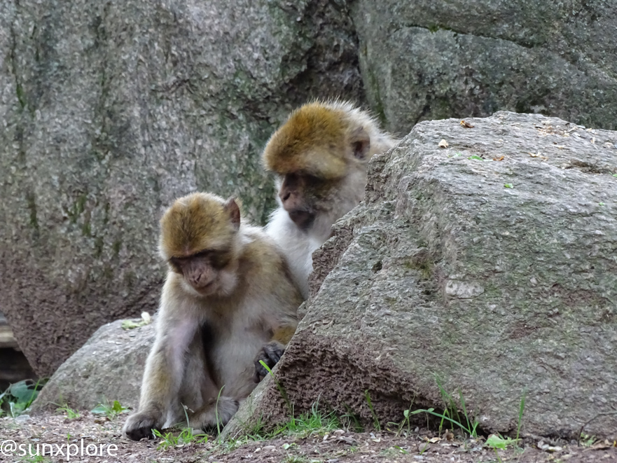 la vie en communauté de deux jeunes magots de la montagne des singes en alsace