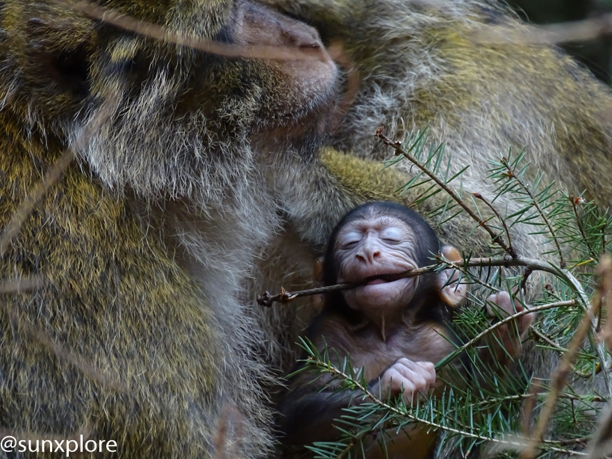 Un bébé singe joue avec une branche de sapin