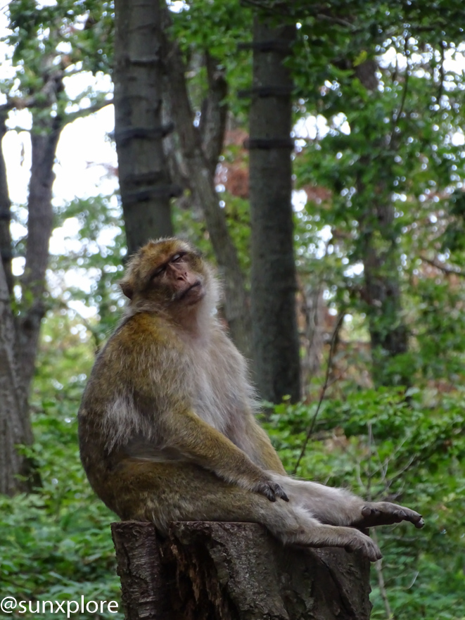 Un singe fait une sieste à la montagne des singes en Alsace