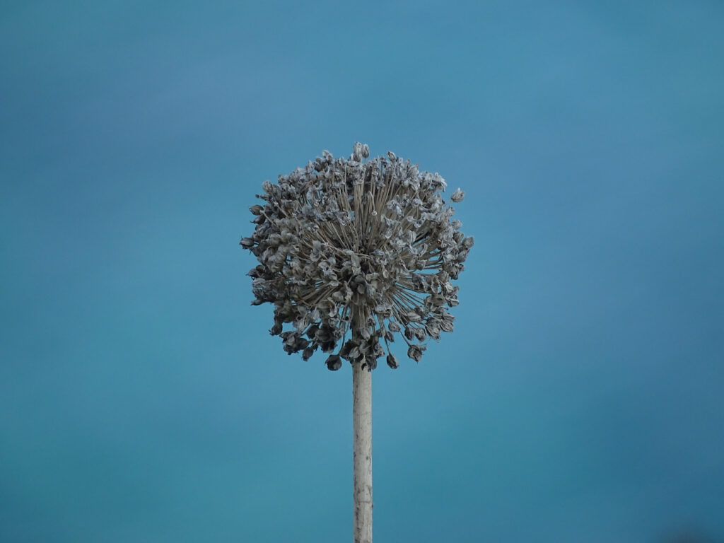 Une photo macro d'une fleur dont le nom n'est pas indiqué, avec la mer bleue en arrière-plan flou