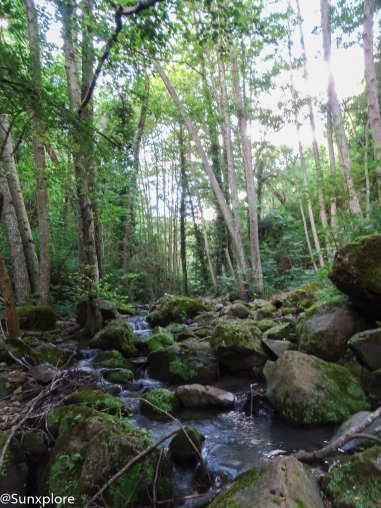 Vue d'un ruisseau traversant une forêt dense et verdoyante.