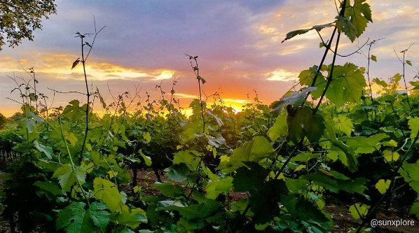 Le soleil se couche sur les vignes de Bagnols-sur-cèze