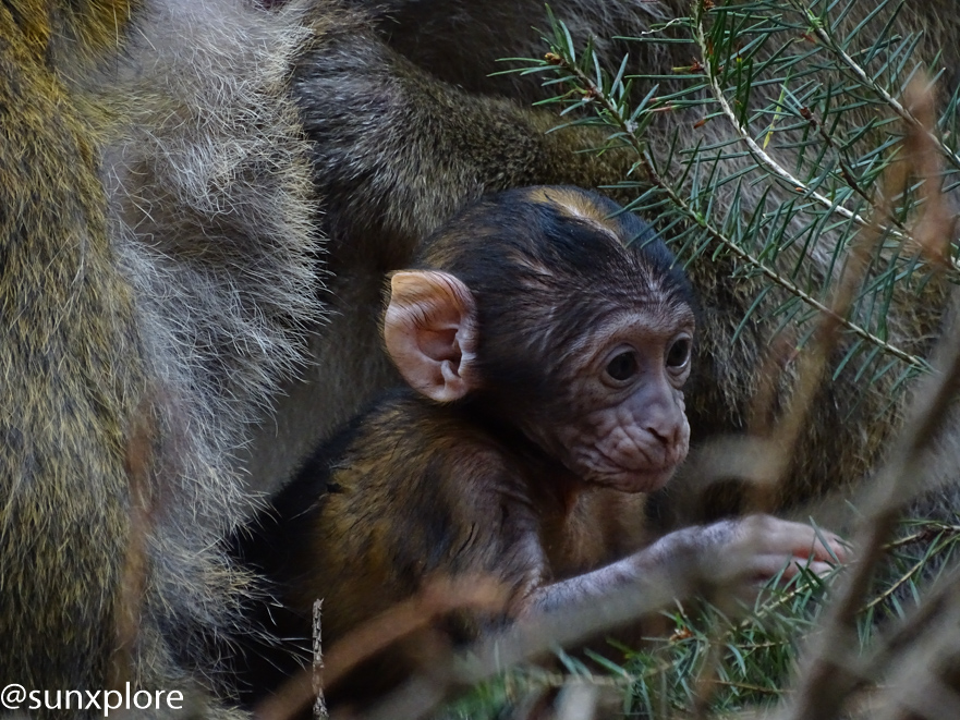 Une Sortie Insolite En Alsace Au Cœur De La Montagne Des Singes