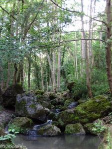 Rochers recouverts de mousse au milieu d'un ruisseau en forêt.